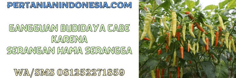 gangguan,budidaya,cabai,hama,serangga,pertanian indonesia